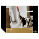Rembrandt Olio Pad 300G